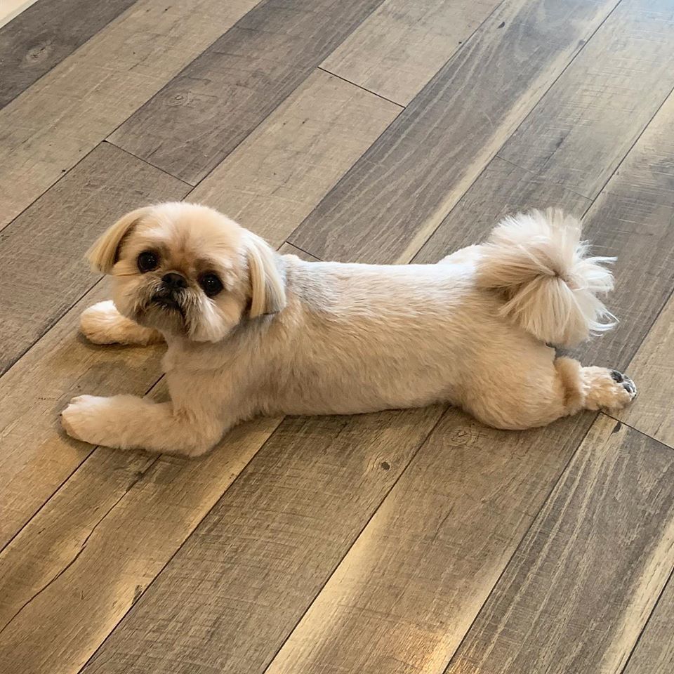 Dougie the Shih Tzu.